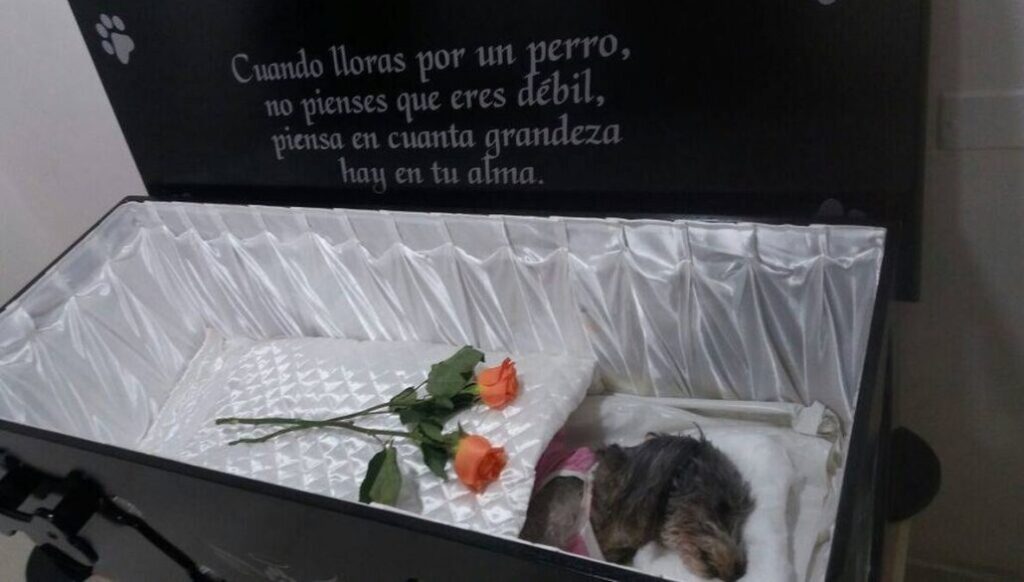 Las casas de sepelio suman cremaciones de mascotas y encuentran un nuevo negocio funeral de mascotas