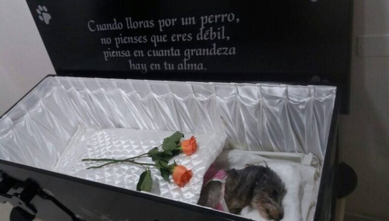 funeral de mascotas
